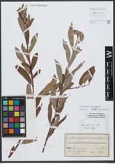 Foto von Salix triandra L. x Salix viminalis L.